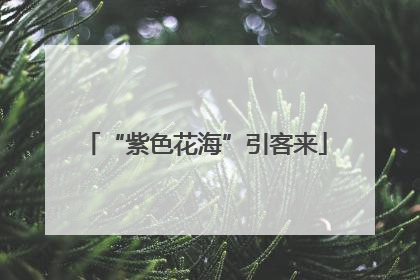 “紫色花海”引客来