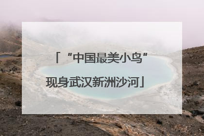 “中国最美小鸟”现身武汉新洲沙河