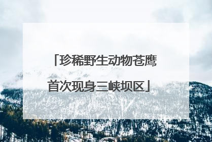 珍稀野生动物苍鹰首次现身三峡坝区