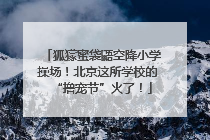 狐獴蜜袋鼯空降小学操场！北京这所学校的“撸宠节”火了！