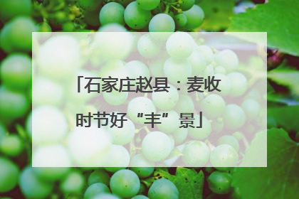 石家庄赵县：麦收时节好“丰”景