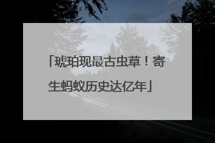琥珀现最古虫草！寄生蚂蚁历史达亿年
