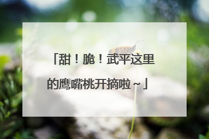 甜！脆！武平这里的鹰嘴桃开摘啦～