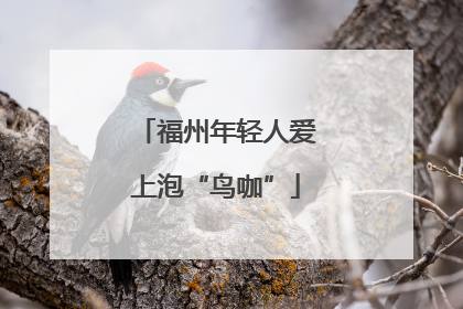 福州年轻人爱上泡“鸟咖”