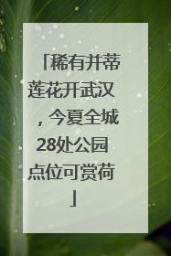 稀有并蒂莲花开武汉，今夏全城28处公园点位可赏荷