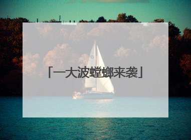 一大波螳螂来袭