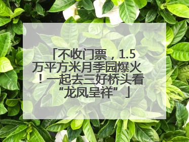 不收门票，1.5万平方米月季园爆火！一起去三好桥头看“龙凤呈祥”