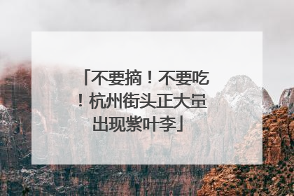 不要摘！不要吃！杭州街头正大量出现紫叶李