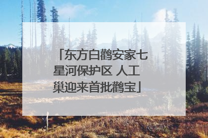 东方白鹳安家七星河保护区 人工巢迎来首批鹳宝