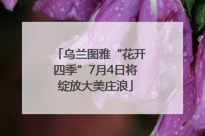乌兰图雅“花开四季”7月4日将绽放大美庄浪