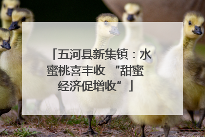 五河县新集镇：水蜜桃喜丰收 “甜蜜经济促增收”