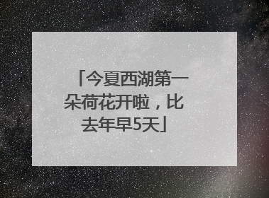 今夏西湖第一朵荷花开啦，比去年早5天