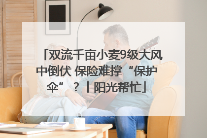 双流千亩小麦9级大风中倒伏 保险难撑“保护伞”？丨阳光帮忙