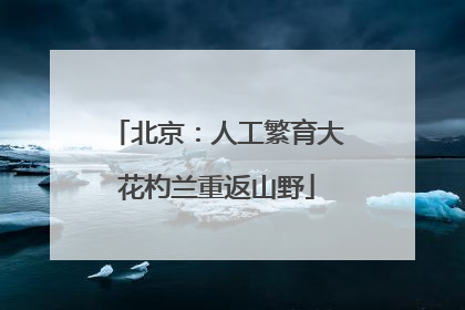 北京：人工繁育大花杓兰重返山野