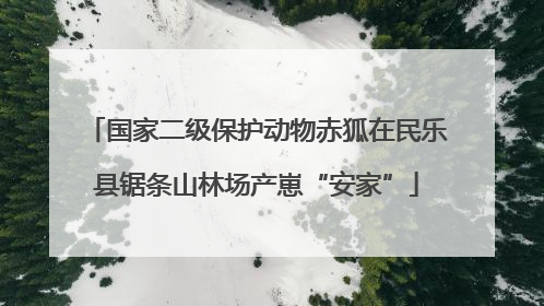 国家二级保护动物赤狐在民乐县锯条山林场产崽“安家”
