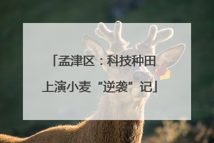 孟津区：科技种田 上演小麦“逆袭”记