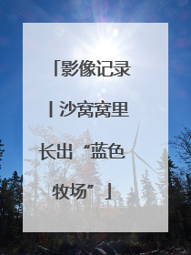 影像记录丨沙窝窝里长出“蓝色牧场”