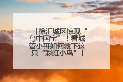 徐汇城区惊现“鸟中国宝”！看城管小哥如何救下这只“彩虹小鸟”