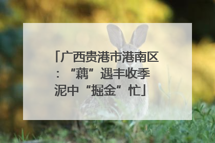 广西贵港市港南区：“藕”遇丰收季 泥中“掘金”忙