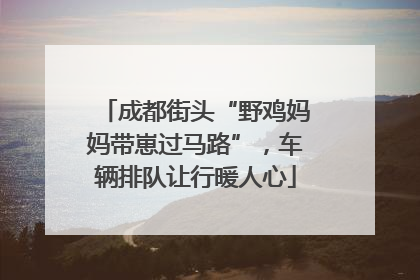 成都街头“野鸡妈妈带崽过马路”，车辆排队让行暖人心