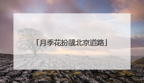 月季花扮靓北京道路