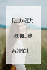 江苏泗洪：湿地白鹭育雏忙