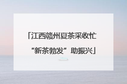 江西赣州夏茶采收忙 “新茶勃发”助振兴