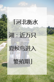 河北衡水湖：近万只夏候鸟进入繁殖期