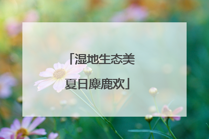 湿地生态美 夏日麋鹿欢