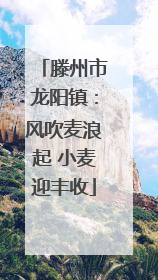 滕州市龙阳镇：风吹麦浪起 小麦迎丰收