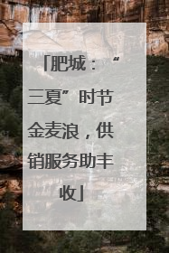 肥城：“三夏”时节金麦浪，供销服务助丰收