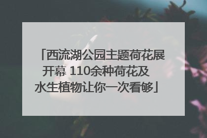 西流湖公园主题荷花展开幕 110余种荷花及水生植物让你一次看够