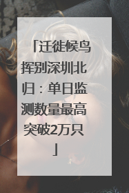 迁徙候鸟挥别深圳北归：单日监测数量最高突破2万只