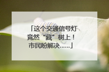 这个交通信号灯竟然“藏”树上！市民盼解决……
