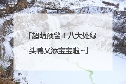 超萌预警！八大处绿头鸭又添宝宝啦~