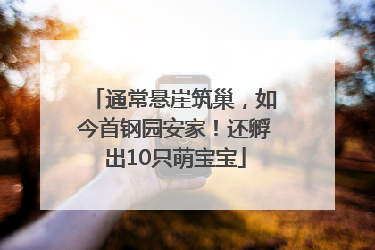 通常悬崖筑巢，如今首钢园安家！还孵出10只萌宝宝