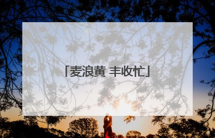 麦浪黄 丰收忙