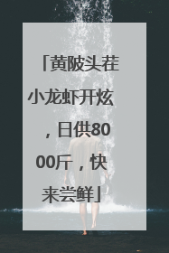 黄陂头茬小龙虾开炫，日供8000斤，快来尝鲜