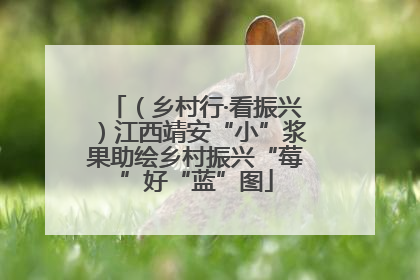 （乡村行·看振兴）江西靖安“小”浆果助绘乡村振兴“莓”好“蓝”图