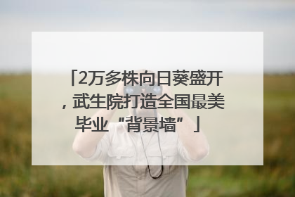 2万多株向日葵盛开，武生院打造全国最美毕业“背景墙”